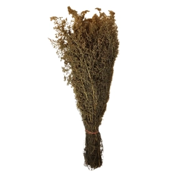 Травы для бани Полынь горная (Божье дерево)